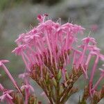 Centranthus lecoqii 花