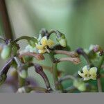 Leichhardtia paulforsteri Drugo