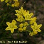 Haplophyllum linifolium Flor