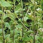 Draba muralis Συνήθη χαρακτηριστικά