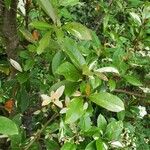 Photinia davidiana 叶