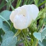 Rosa agrestis Kwiat