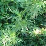 Achillea ligustica Blad