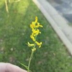 Corydalis aurea Fleur