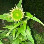 Echinacea pallida Levél
