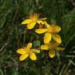 Hypericum pulchrumFlower