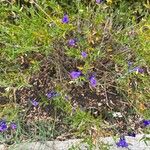 Salvia coahuilensis Flor