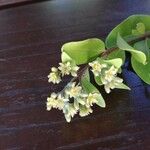 Cloezia floribunda Λουλούδι
