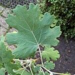 Macleaya cordata Leaf