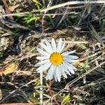 Leucanthemum ircutianum Flor