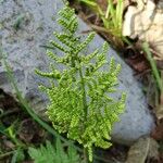 Botrychium virginianum Lapas