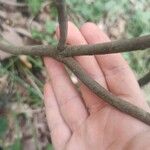 Daphne pontica Corteza