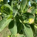 Dais cotinifolia Φύλλο