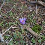 Crocus versicolorЦвят