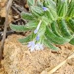 Buglossoides incrassata Flower