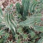 Euphorbia mammillaris Leaf