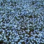 Nemophila menziesii Hábito