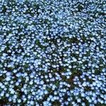 Nemophila menziesii 形态