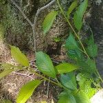 Prunus campanulata Leaf