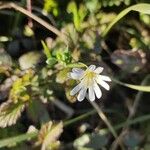 Moehringia ciliata Flower