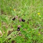 Ophrys bertolonii Blüte