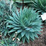 Aloe polyphylla Habit