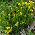Genista sagittalis Hábito