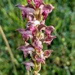 Anacamptis coriophoraFlower