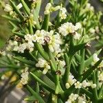 Colletia spinosissima Квітка