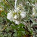 Antennaria neglecta 花