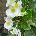 Begonia cucullata Habitus