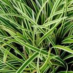 Carex morrowii पत्ता