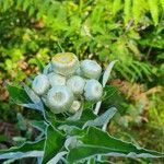 Helichrysum foetidum പുഷ്പം