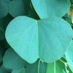 Bauhinia galpinii Leaf