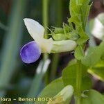 Vicia laeta 花