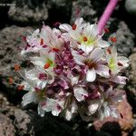 Calyptridium umbellatum ᱵᱟᱦᱟ