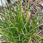 Carex sempervirens Likasa