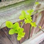 Ligustrum ovalifoliumLeaf