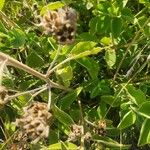 Melhania ovata Fruit