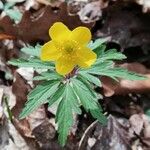 Anemone ranunculoides Цвят