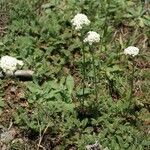 Achillea odorata 形態