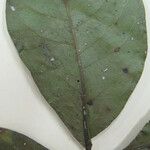 Terminalia guyanensis Other