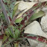 Agave maculata Habit