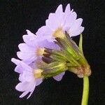 Primula elliptica Flower