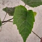 Abutilon megapotamicum Leaf