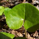 Asarum europaeum Blad