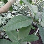 Petrea volubilis Leaf