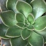 Graptopetalum rusbyi ഇല