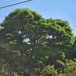 Cordyla africana Leaf