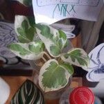 Peperomia serpensFolha